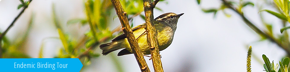 Birding  Tour